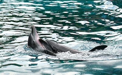 A pair of dolphins playing. Anson Antony@Unsplash