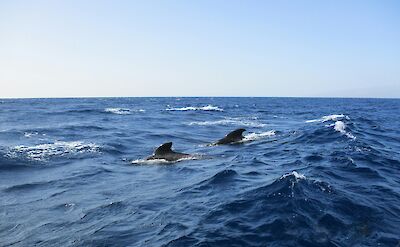 Two dolphin fins. Linda L Jackson@Unsplash