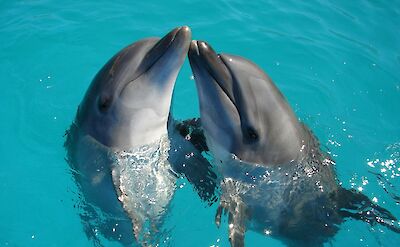 Pair of dolphins. Ranae Smith@Unsplash