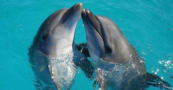 Pair of dolphins. Ranae Smith@Unsplash