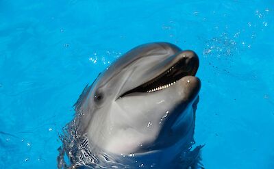 Smiling dolphin. Fabrizio Frigeni@Unsplash