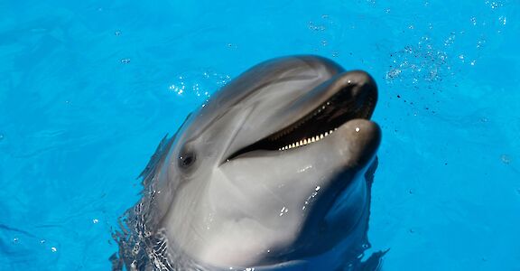 Smiling dolphin. Fabrizio Frigeni@Unsplash