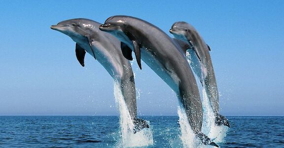 Dolphins playing in the sea, Jamaica. CC:El Sol Vida