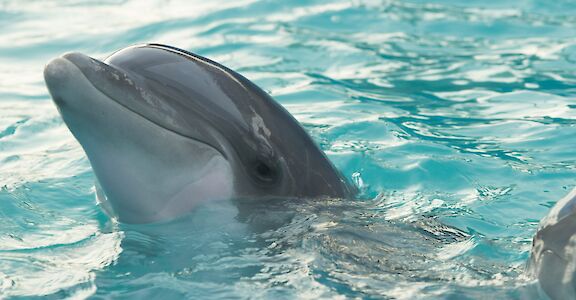 Dolphin. Louan Garcia@Unsplash