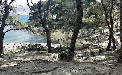 Trees on Marjan Hill, Split, Croatia. Domina Petric@Unsplash