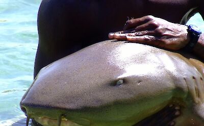 Cradling a shark, Ocho Rios, Jamaica. CC:El Sol Vida