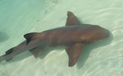 Shark swimming in translucent waters, Ocho Rios, Jamaica. CC:El Sol Vida