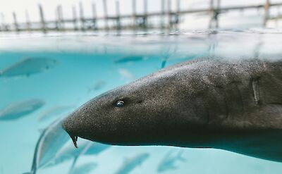 Shark with fish. Jakob Owens@Unsplash