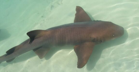Swimming shark, Ocho Rios, Jamaica. CC:El Sol Vida