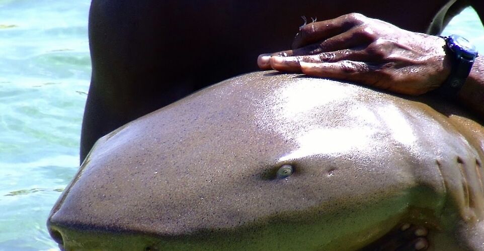 Meeting a shark, Ocho Rios, Jamaica. CC:El Sol Vida