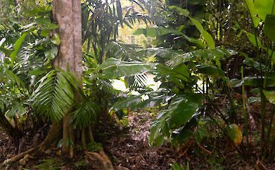 Jamaican Jungle Walk. Unsplash: Alex Robinson