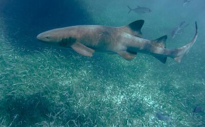 Shark. Unsplash: Wouter Naert