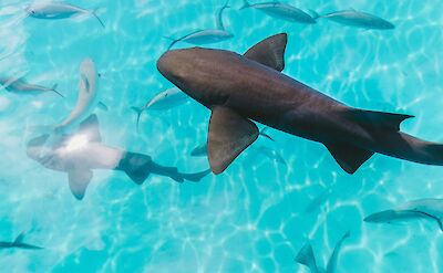 Sharks. Jakob Owens@Unsplash