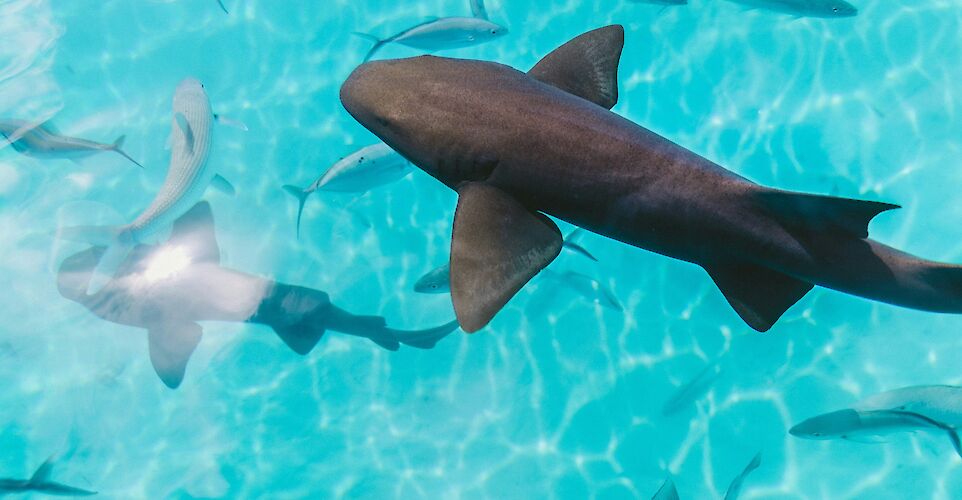 Sharks. Jakob Owens@Unsplash