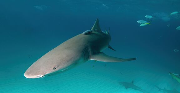 Shark. Fiona Ayerst@Unsplash