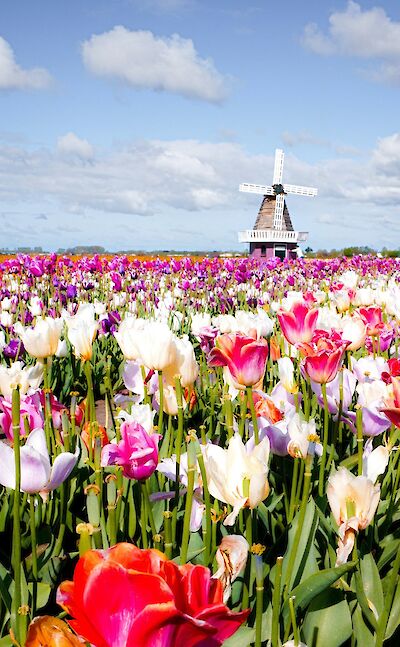 Tulip Fields in the Netherlands. Unsplash: Lara Vincere