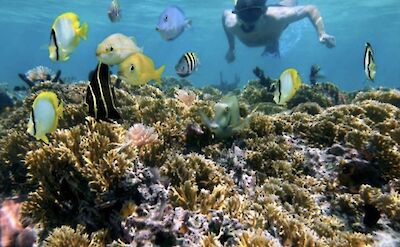 Snorkeling with the fish, Jamaica. CC:El Sol Vida