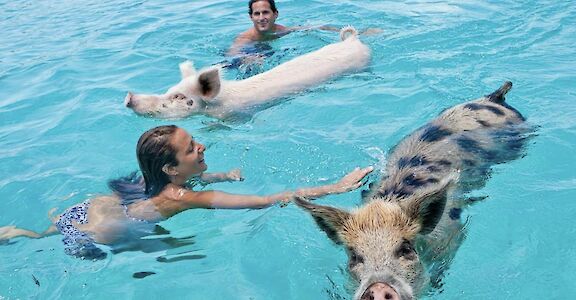 Swimming with pigs, Bahamas. CC:El Sol Vida