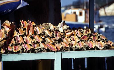 Conches, Nassau, Bahamas. Rudiger Stehn@Flickr