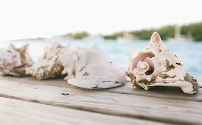 Row of conches, Bahamas. Olivia Hutcherson@Unsplash