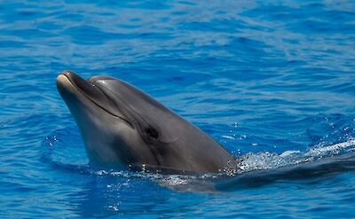 Bottlenose Dolphin. William Warby@Unsplash