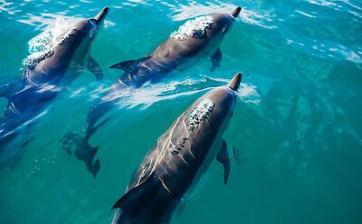 Bottlenose Dolphins. Pablo Heimplatz@Unsplash