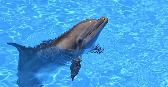 Dolphin in clear blue waters. Damian Patkowski@Unsplash
