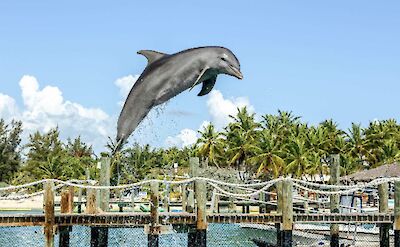 Jumping dolphin, Blue Lagoon Island, Bahamas. CC:El Sol Vida