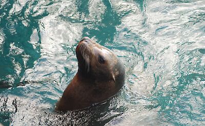 Sea Lion. Josh Hallett@Flickr