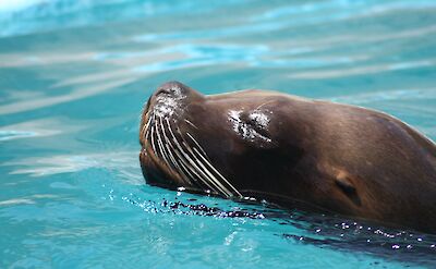 Sea Lion. Pedro Lozano@Flickr