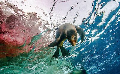 Sea Lion. Getty Images@Unsplash