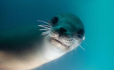 Sea lion. Shannon VanDenHeuvel@Unsplash