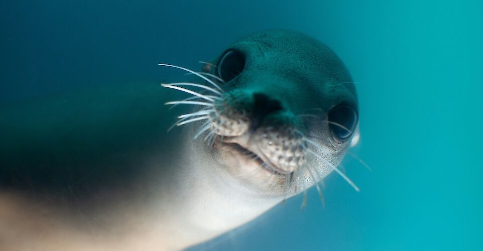 Sea lion. Shannon VanDenHeuvel@Unsplash