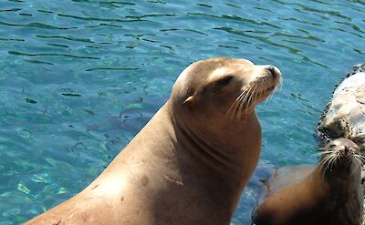 Sea Lions. EvelynGiggles@Flickr