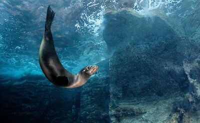 Swimming sea lion. Getty Images@Unsplash