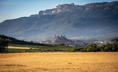 Vineyards in La Rioja, Spain. Unsplash:MarioLaPergola