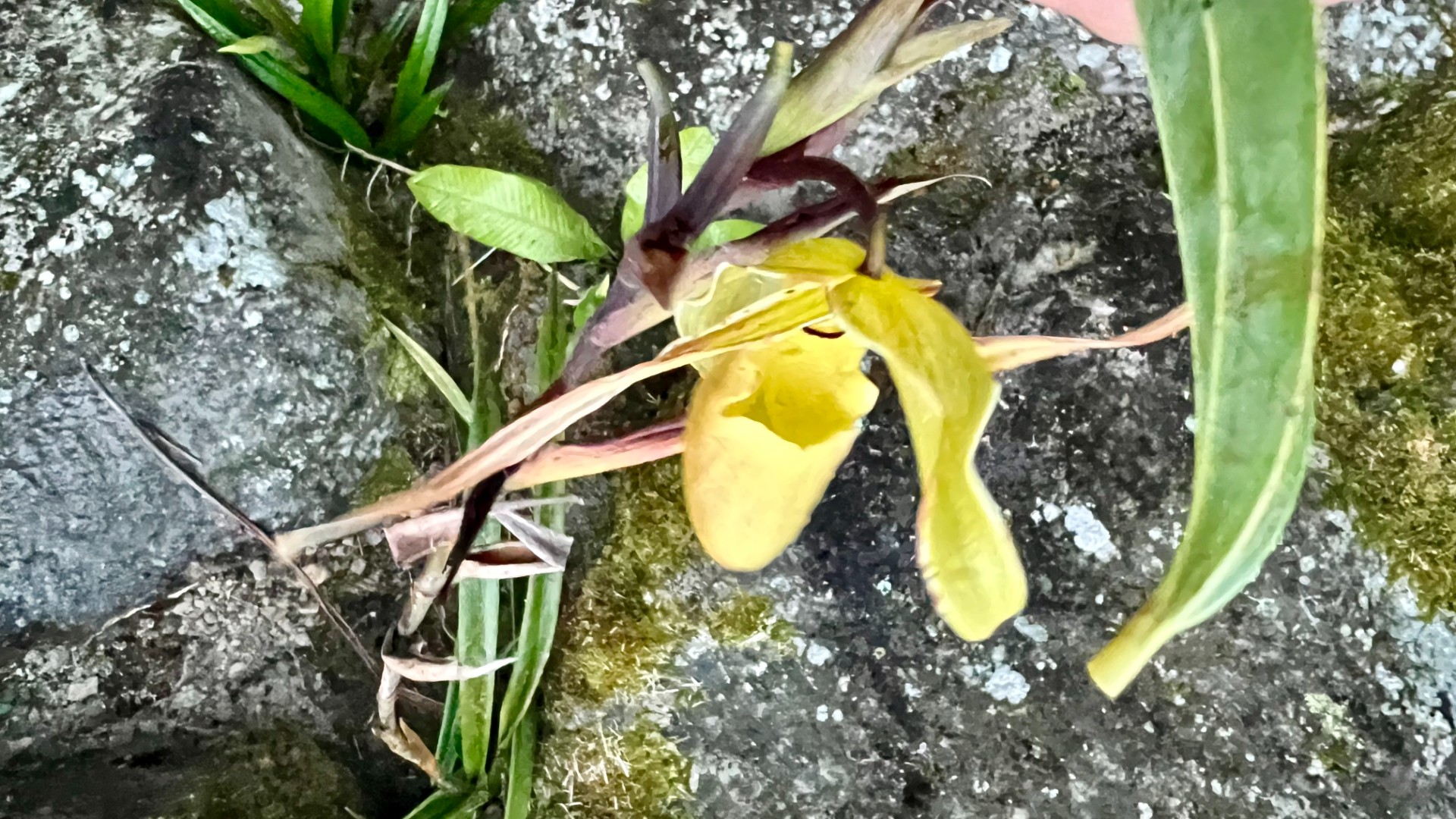 Costa Rica Yellow Orchid