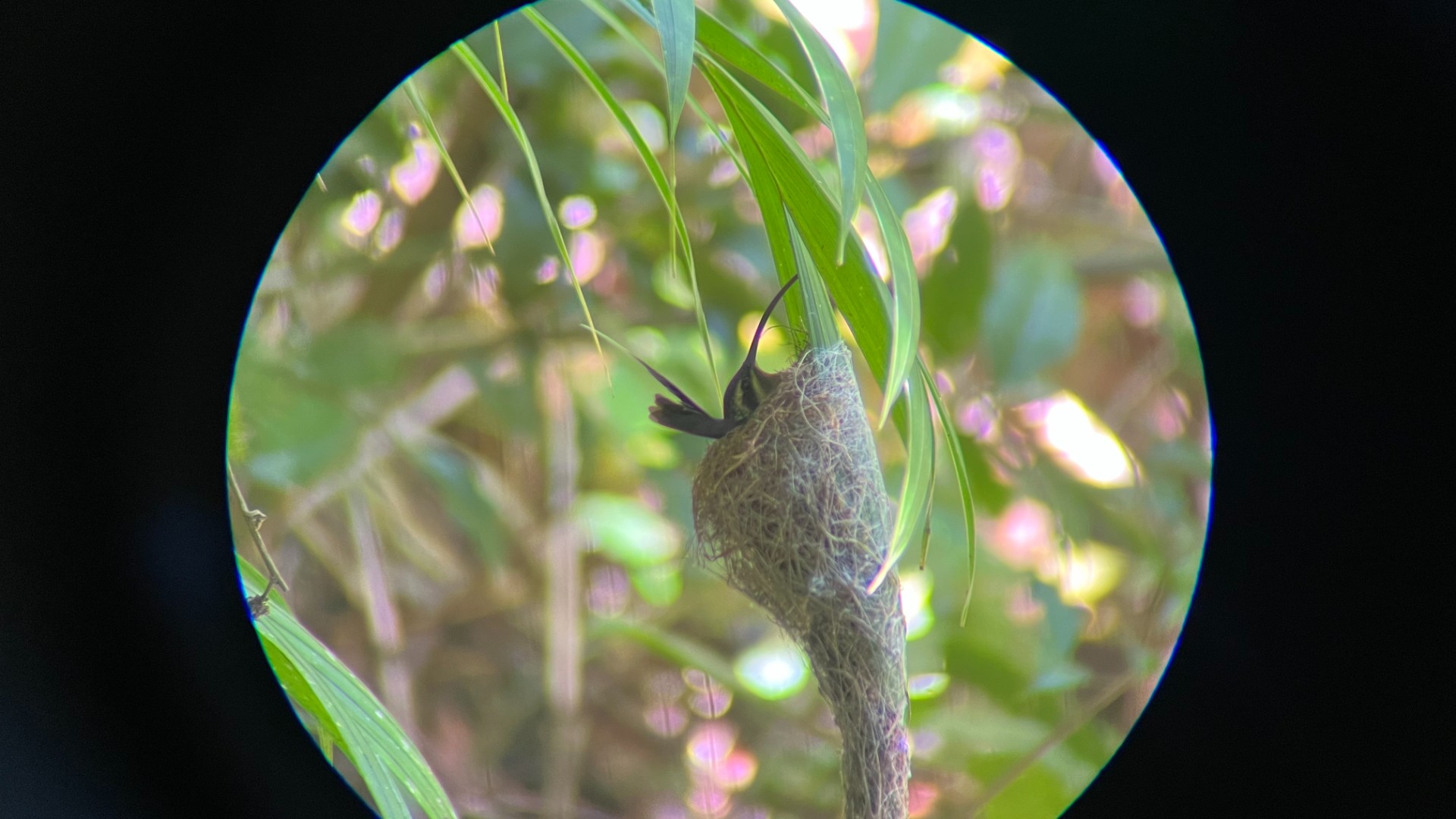 The guides had a special technique to help us see the fauna Costa Rica is rightly proud of. This is a picture of a hummingbird in its nest taken through a special telescope with my iPhone held up to the eyepiece. We got pictures of sloths, monkeys, toucans etc. with this method.