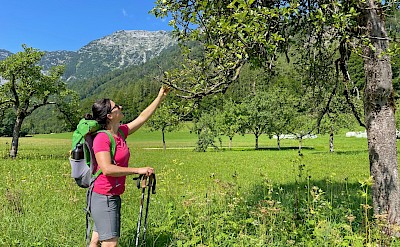 Exploring the alpine meadows of Austria. toEH