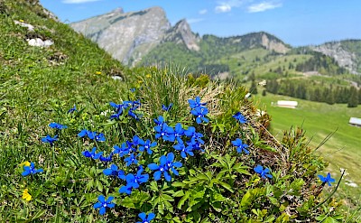 Wildflowers in bloom against the mountain views. toEH