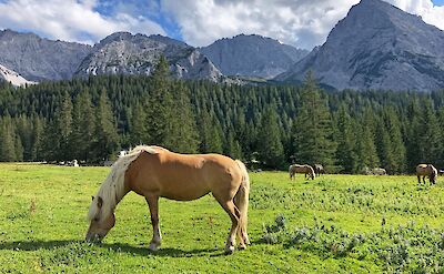 Alpine pastures in the Bavarian Alps. -to