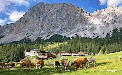 Pastoral scenes around Zugspitze. -to