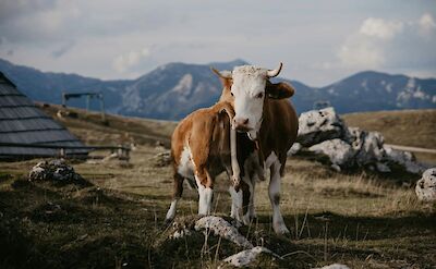 The high pastures of Velika Planina. Unsplash:Stela Horvat