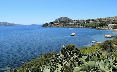 Cacti growing on the coast near Bodrum, Turkey. Unsplash@3d Artist Noorbakhsh