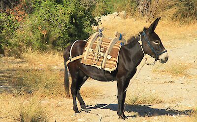 Local transportation on the Datça Peninsula. CC: IH