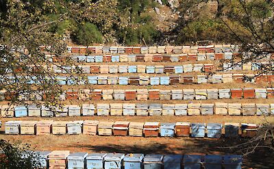 Rows and rows of bees in Turkey. CC: IH