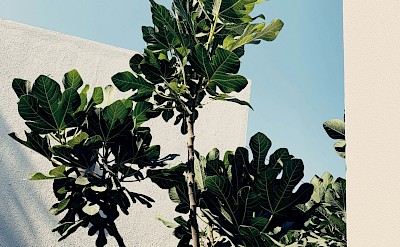 Large plant, Bodrum, Turkey. Unsplash@Anastassiya Redko