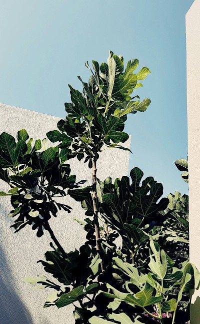 Large plant, Bodrum, Turkey. Unsplash@Anastassiya Redko