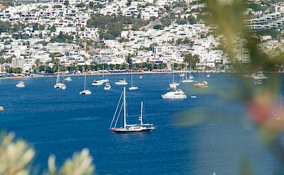 View of Bodrum through foliage, Turkey. Unsplash@Encal Media
