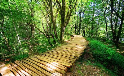 Boardwalk through the woods in Plitvice Lakes National Park, Croatia hiking tour. Unsplash@Getty Images